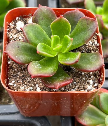 letizia succulent Sedeveria Letizia