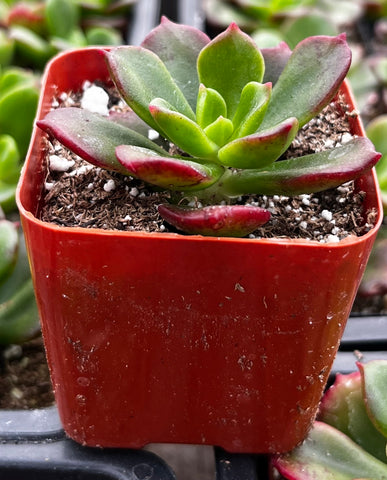 sedeveria letizia succulent Sedeveria Letizia