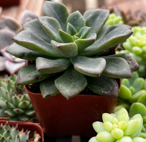 emerald spring succulent Sedum Spring Glow