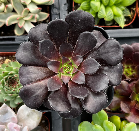 where to buy black succulents Aeonium Black Rose Zwartkop