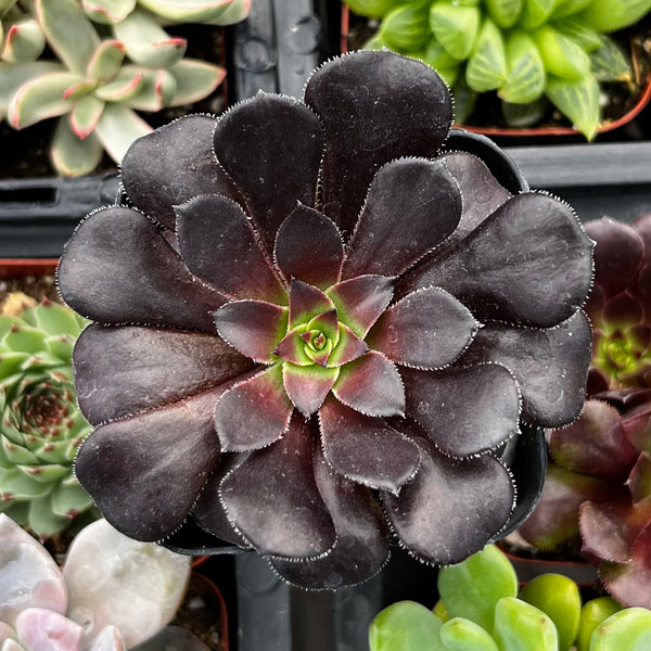 zwartkop black rose succulent Aeonium Black Rose Zwartkop