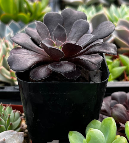 aeonium black rose succulent plant Buy Aeonium Black Rose Zwartkop