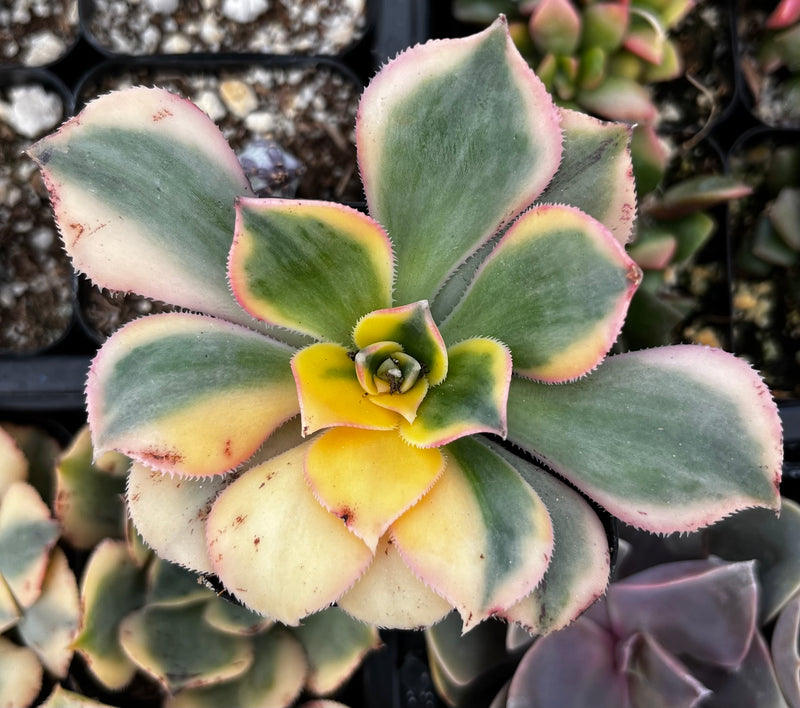 succulent subscription boxes Succulents Box main image 0