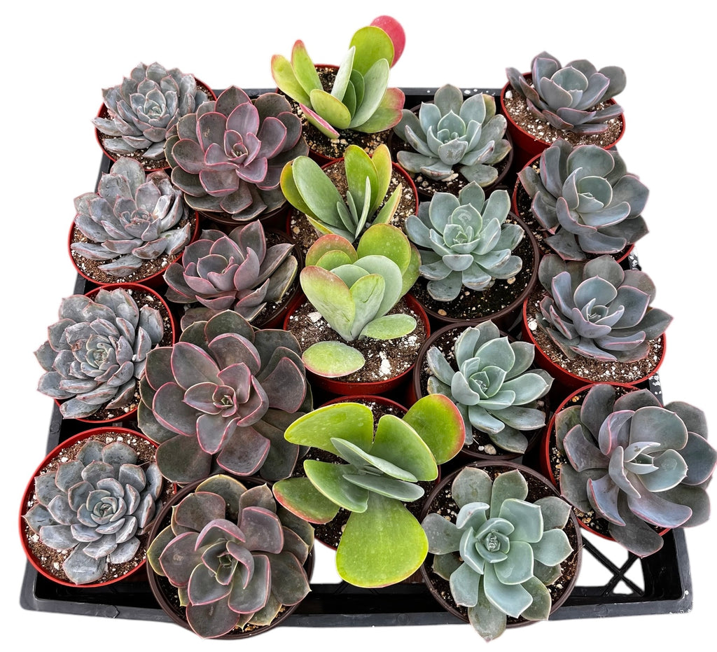 succulent plant store near me Bulk 4 inch Succulent Plants