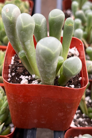 succulent baby Baby Toes Succulent