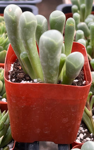 frogs toe succulent Baby Toes Succulent
