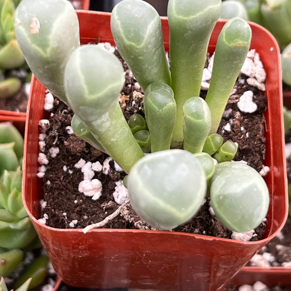 frogs toe succulent Baby Toes Succulent