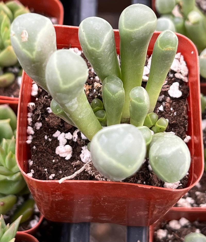 Buy Succulents Online | Ramsey Succulents  Page 2