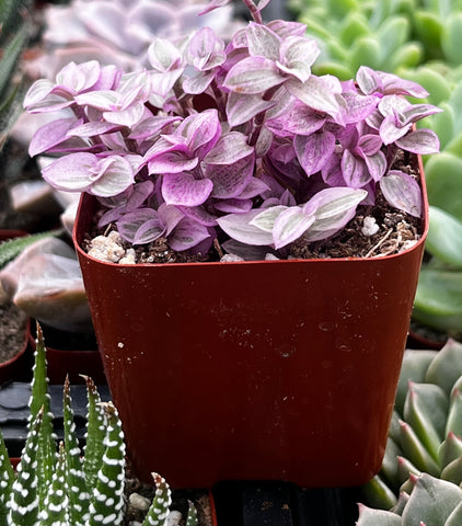 pink lady succulent Callisia Repens Pink Lady Turle Vine