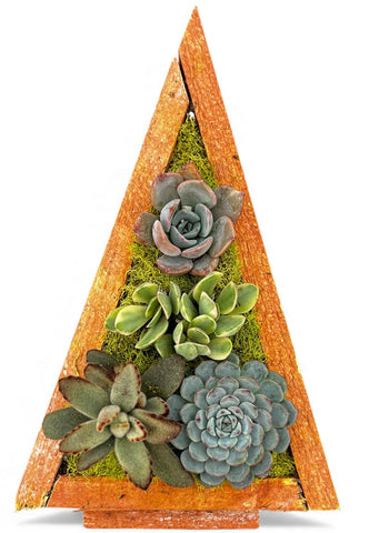 Christmas Tree Succulent Arrangement