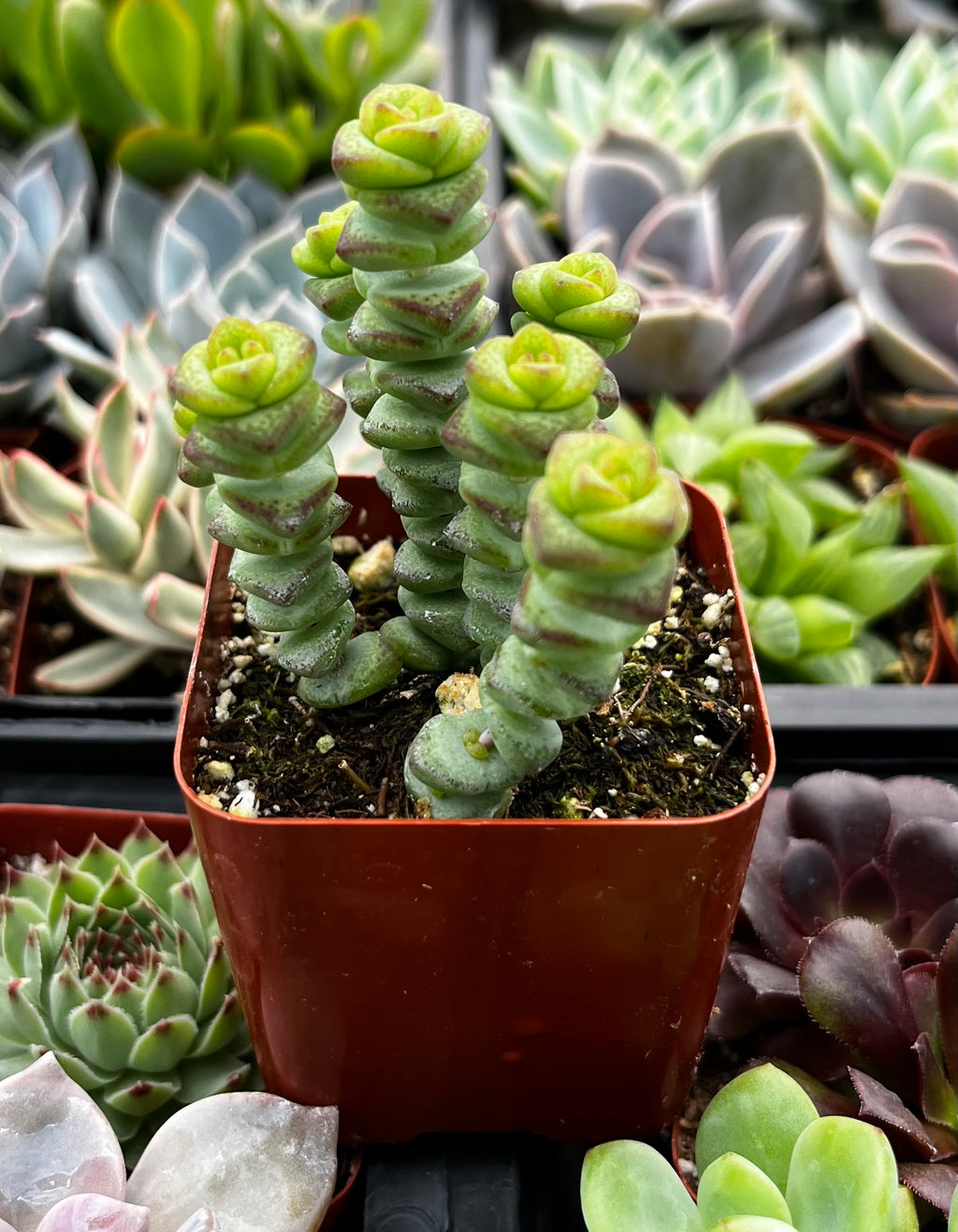 succulent necklace Crassula Baby Necklace