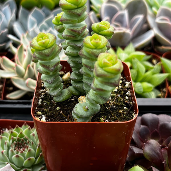 baby necklace succulent care Crassula Baby Necklace