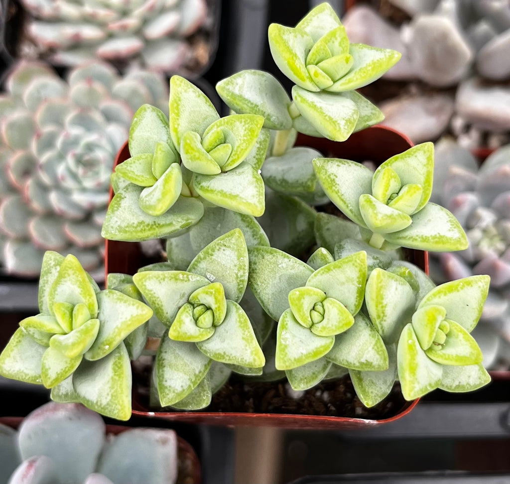 high voltage succulent Crassula Rupestris Rosary Vine