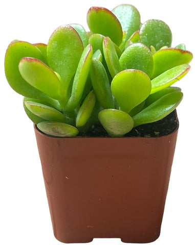 jade succulent for sale Buy Crassula Hummel's Sunset