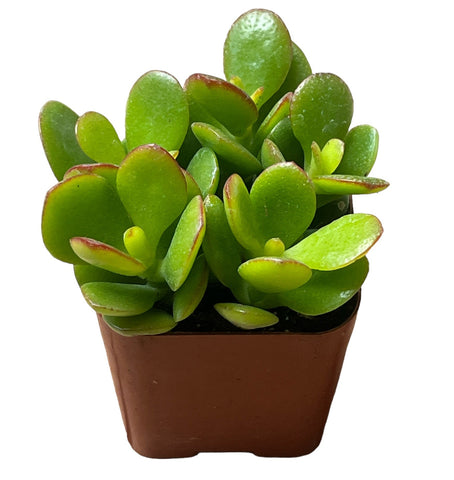 Jade Plant