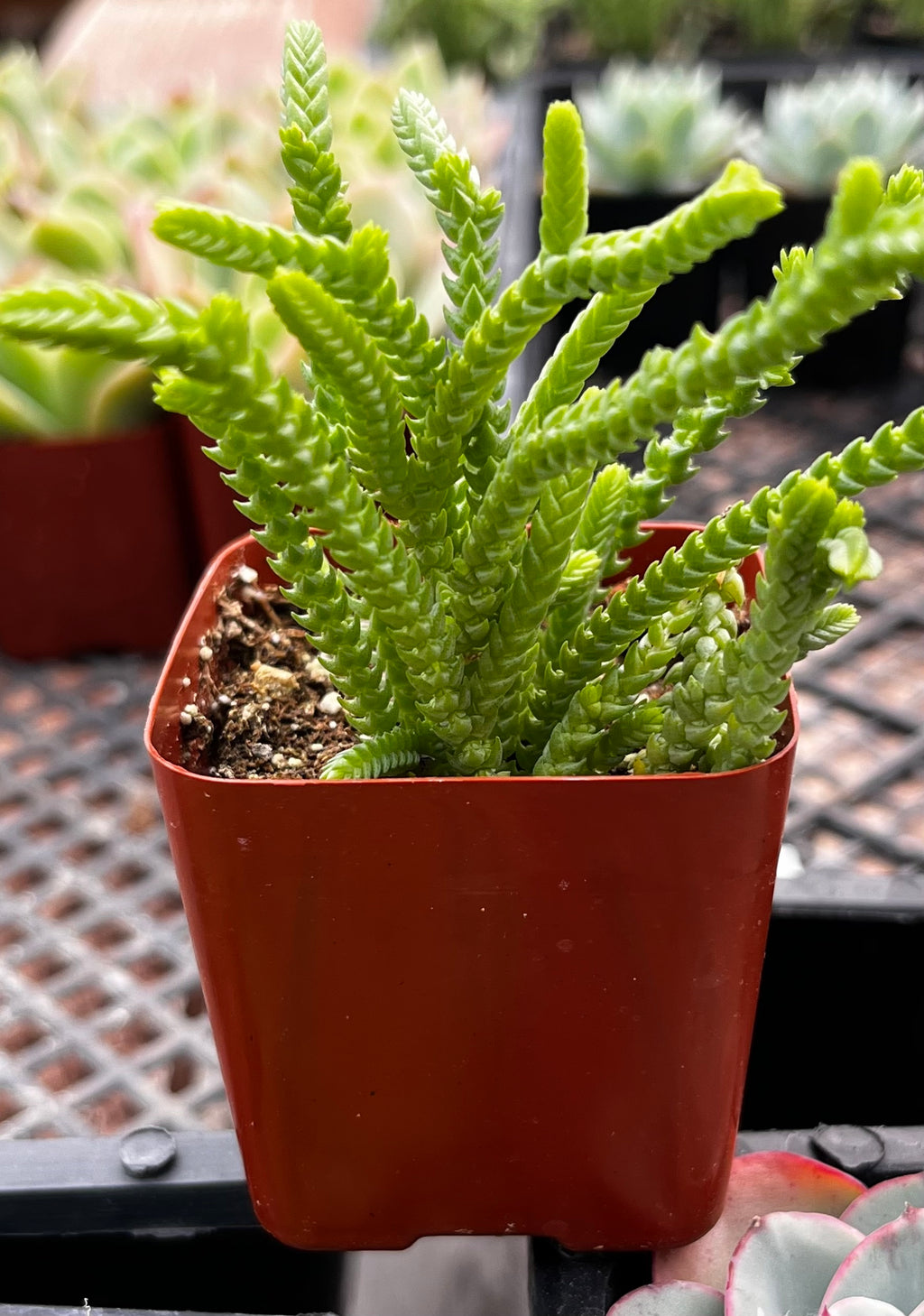 succulent watch chain Crassula Watch Chain