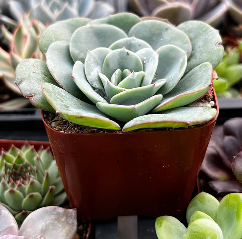 echeveria atlantis succulent Buy Echeveria Atlantis