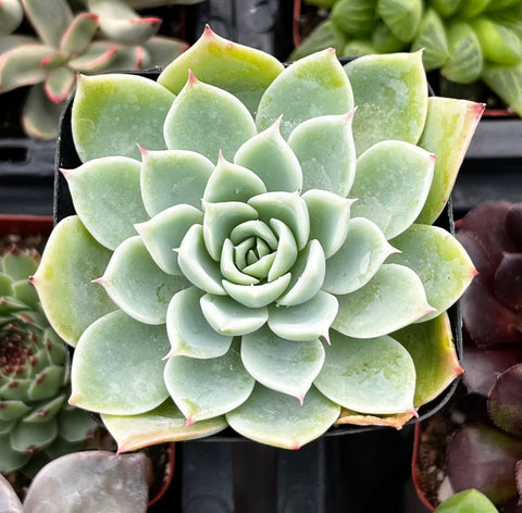 blue and white succulent Buy Echeveria Blue Atoll