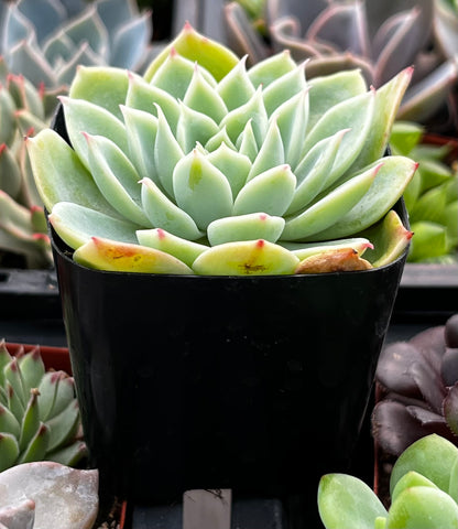 succulents waimanalo Buy Echeveria Blue Atoll