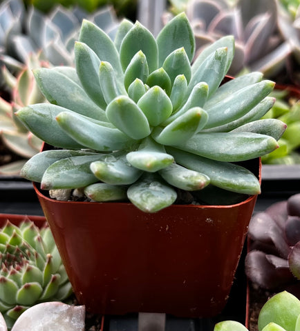 sedeveria succulent care Buy Echeveria Sedeveria Blue Elf