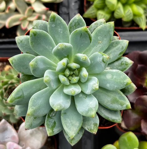 succulent blue elf Buy Echeveria Sedeveria Blue Elf