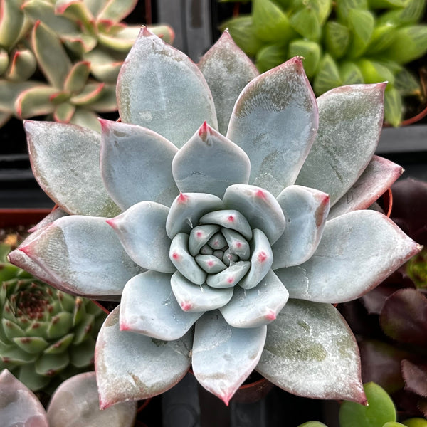 bluebird succulent Echeveria Blue Bird