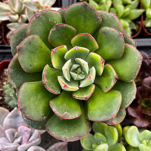 echeveria-derosa-