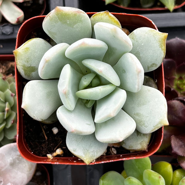 elegans blue succulent Echeveria Elegans Blue