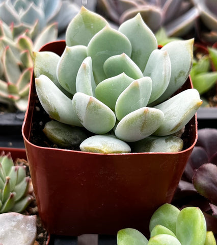elegans succulent Echeveria Elegans Blue