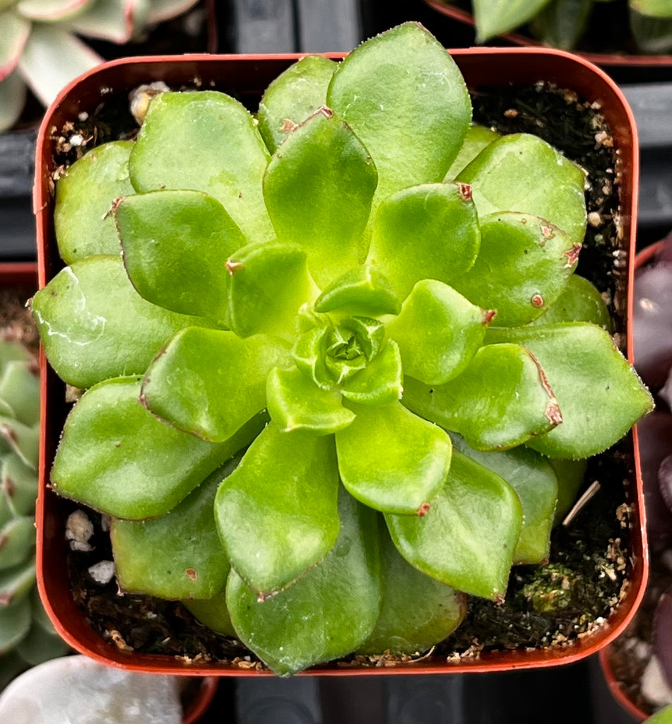 emerald empress succulent Echeveria Emerald Ripple
