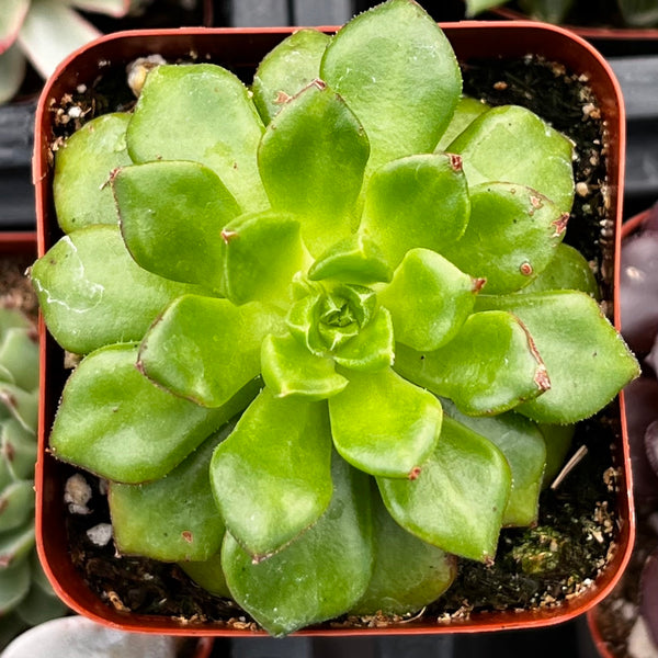 emerald succulent Echeveria Emerald Ripple