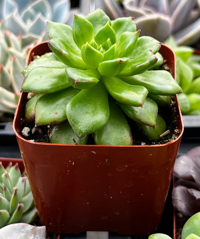 emerald succulent Echeveria Emerald Ripple