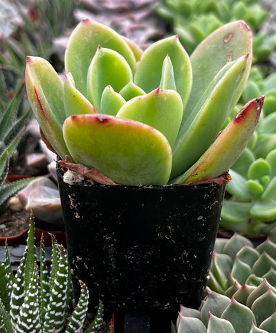 glowing succulent Echeveria Golden Glow