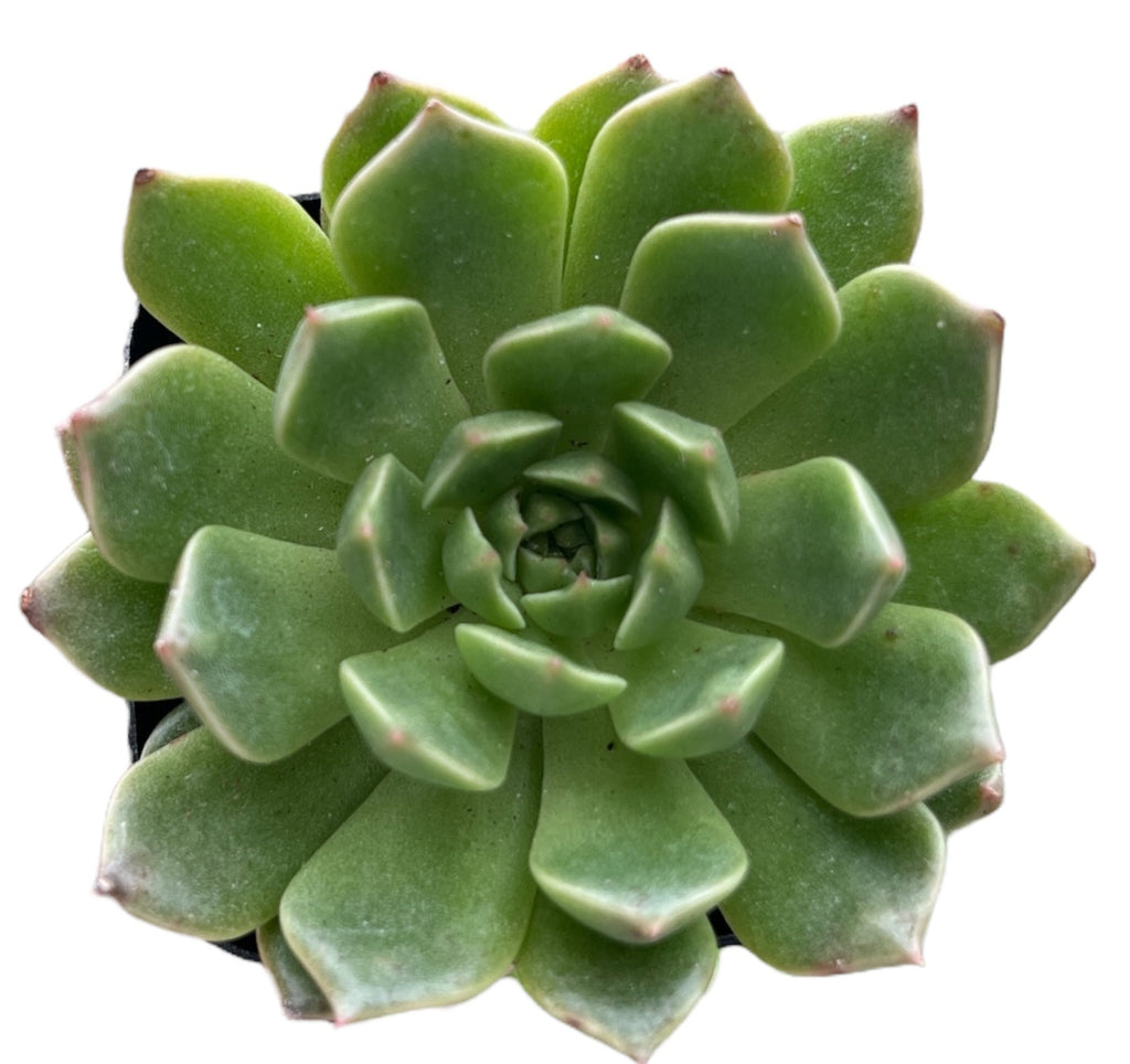 green wheel succulent Echeveria Green Wheel