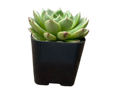 succulent wheel Echeveria Green Wheel