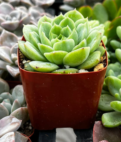 lime and chile succulent Echeveria Lime and Chile