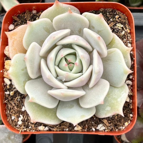 lola succulent care Buy Echeveria Lola