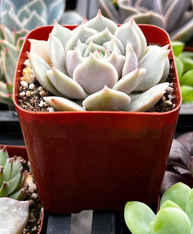 lola succulent plant Buy Echeveria Lola