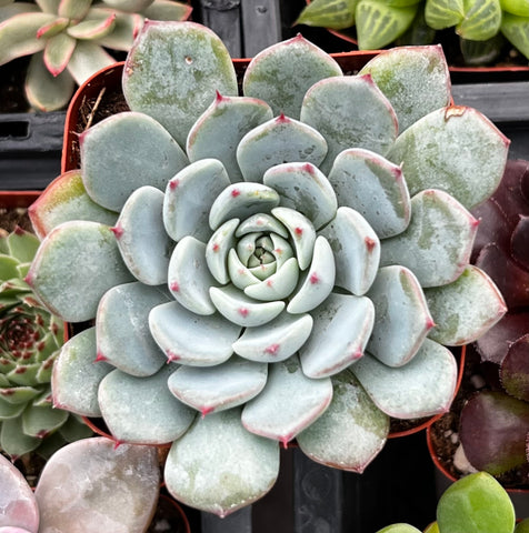 blue minima succulent Echeveria Minima Blue Rosette 4 inch