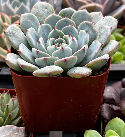 blue minima succulent Buy Echeveria Minima Blue Rosette