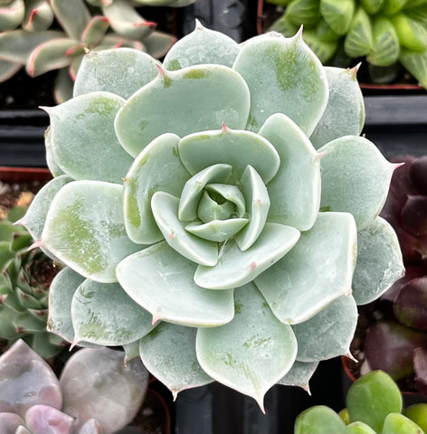 the succulent lady Buy Echeveria Derenbergii (Painted Lady)