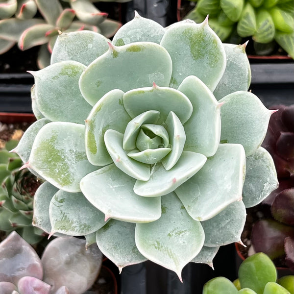 Buy Echeveria Derenbergii (Painted Lady) | Ramsey Succulents