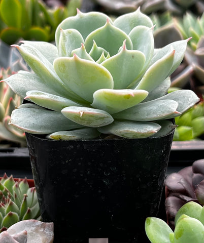 painted lady succulent plant Buy Echeveria Derenbergii (Painted Lady)