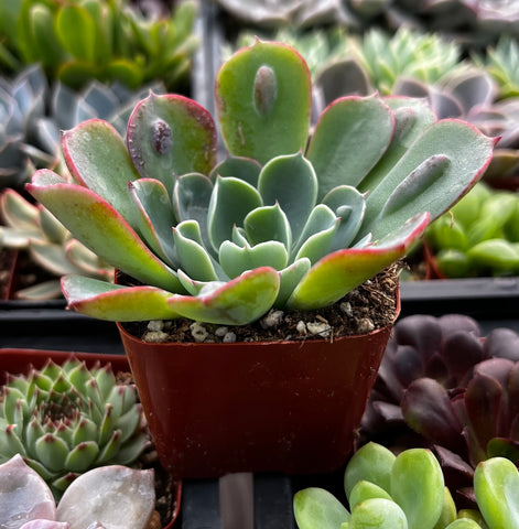 raindrops succulent plant Echeveria Raindrops