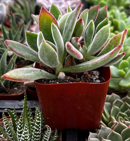 ruby slipper succulent Echeveria Ruby Slipper