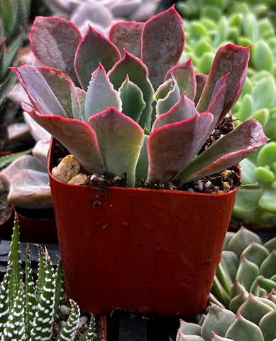 echeveria neon breaker succulent Echeveria Neon Breaker