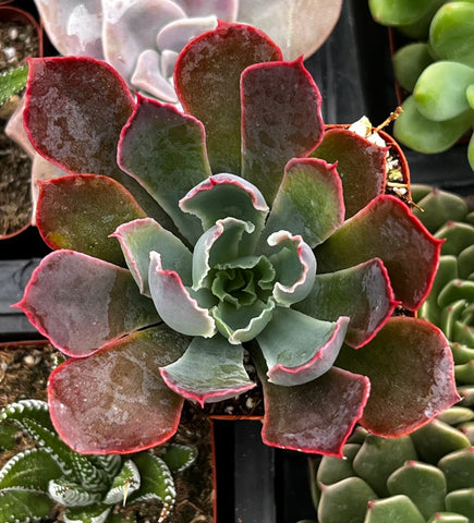 echeveria neon breaker succulent Echeveria Neon Breaker