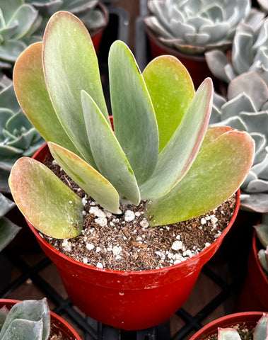 kalanchoe flapjacks succulent Flapjack Kalanchoe