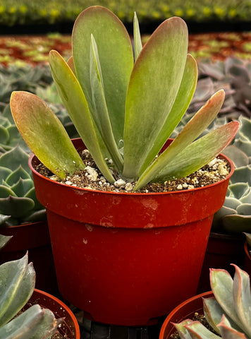 crassula flapjack succulent Flapjack Kalanchoe