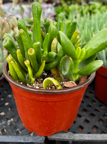 gollum succulent Gollum Jade